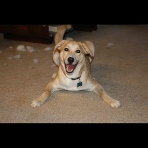 Meet your Posher, Daniel